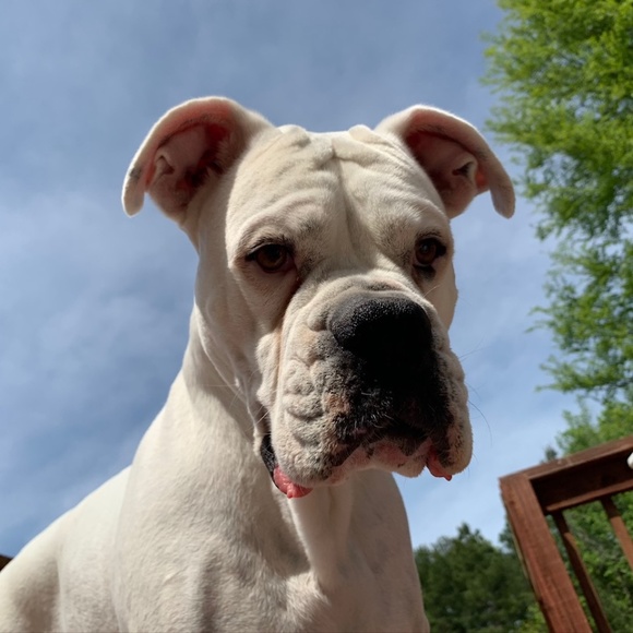 Meet your posher - Picture 4 of 6